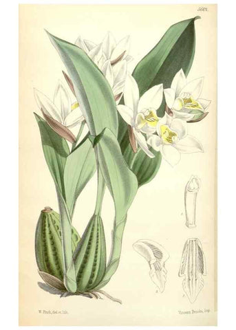 Reproducción/Reproduction 35274536555: Curtis's botanical magazine.. London ; New York [etc.] :Academic Press [etc.]