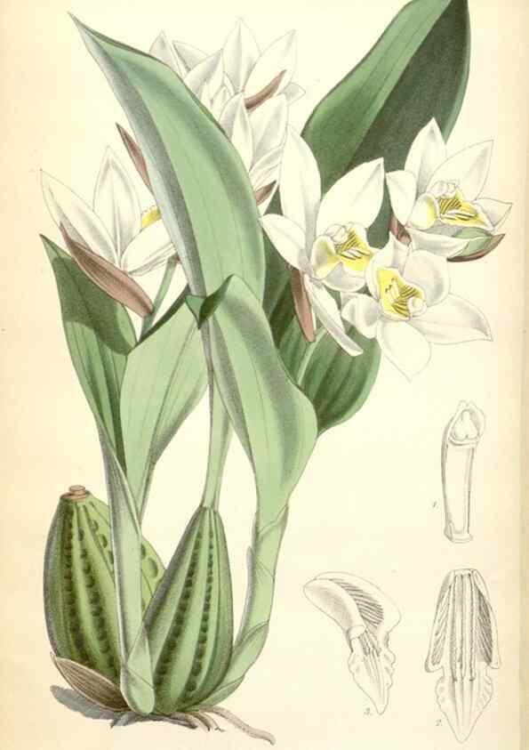 Reproducción/Reproduction 35274536555: Curtis's botanical magazine.. London ; New York [etc.] :Academic Press [etc.]