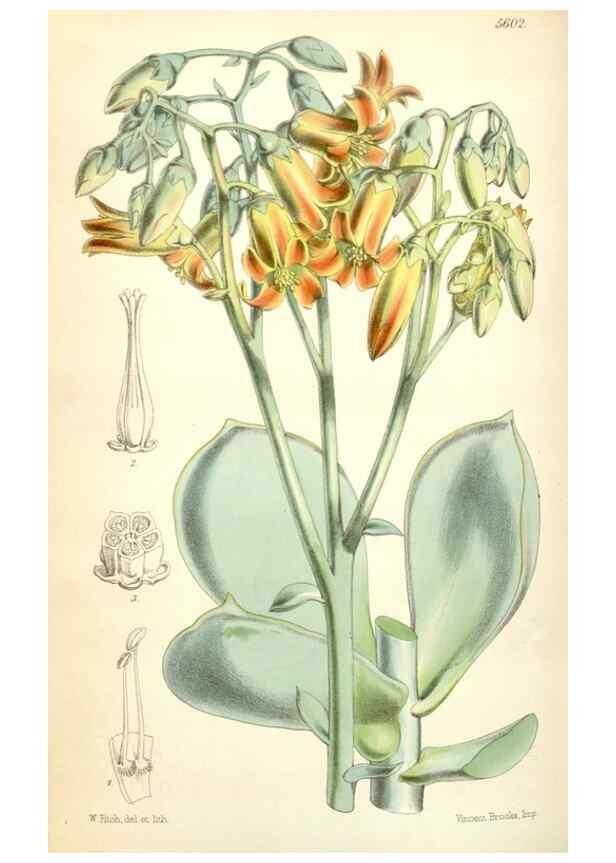 Reproducción/Reproduction 35234025136: Curtis's botanical magazine.. London ; New York [etc.] :Academic Press [etc.]