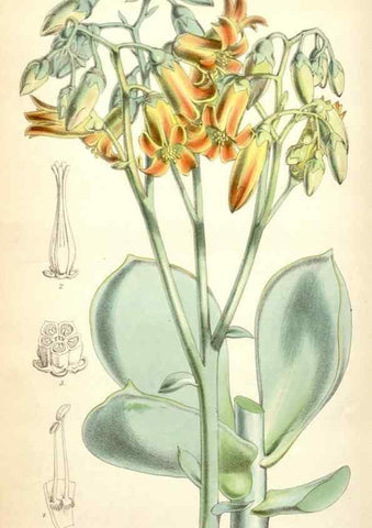Reproducción/Reproduction 35234025136: Curtis's botanical magazine.. London ; New York [etc.] :Academic Press [etc.]