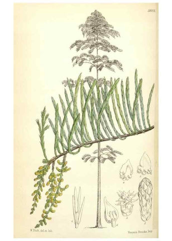 Reproducción/Reproduction 34887120760: Curtis's botanical magazine.. London ; New York [etc.] :Academic Press [etc.]