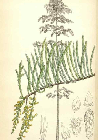 Reproducción/Reproduction 34887120760: Curtis's botanical magazine.. London ; New York [etc.] :Academic Press [etc.]