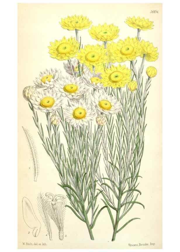 Reproducción/Reproduction 34464813863: Curtis's botanical magazine.. London ; New York [etc.] :Academic Press [etc.]