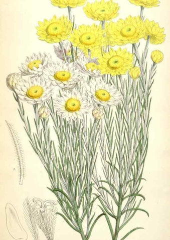 Reproducción/Reproduction 34464813863: Curtis's botanical magazine.. London ; New York [etc.] :Academic Press [etc.]