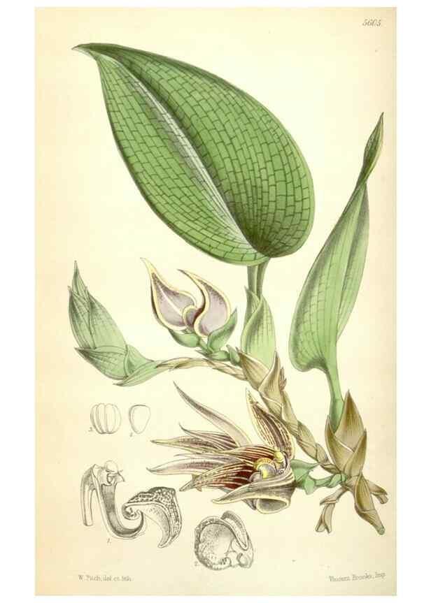 Reproducción/Reproduction 34464816653: Curtis's botanical magazine.. London ; New York [etc.] :Academic Press [etc.]