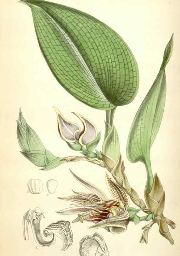 Reproducción/Reproduction 34464816653: Curtis's botanical magazine.. London ; New York [etc.] :Academic Press [etc.]