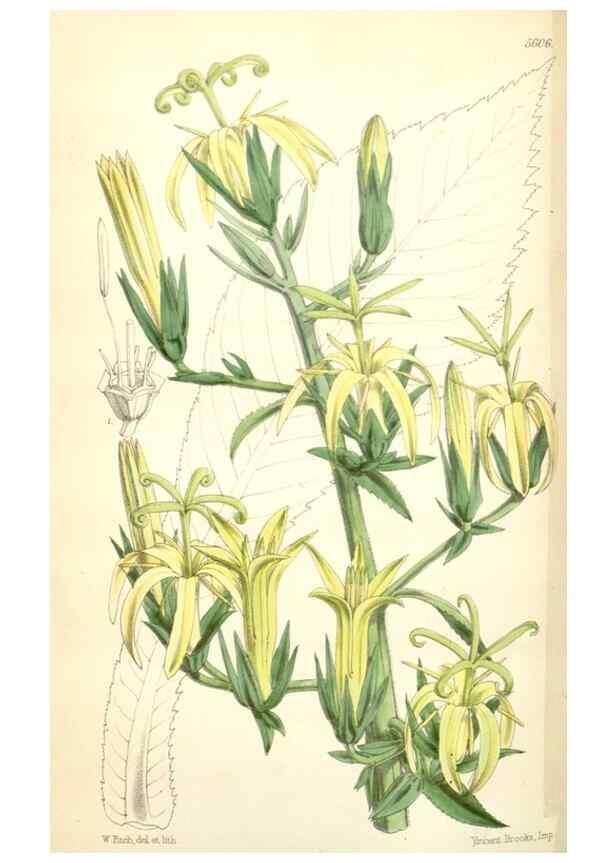 Reproducción/Reproduction 34464819353: Curtis's botanical magazine.. London ; New York [etc.] :Academic Press [etc.]