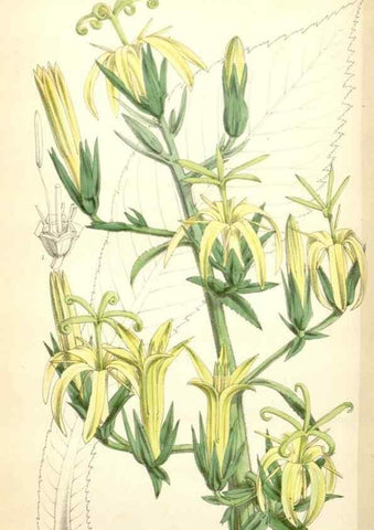 Reproducción/Reproduction 34464819353: Curtis's botanical magazine.. London ; New York [etc.] :Academic Press [etc.]
