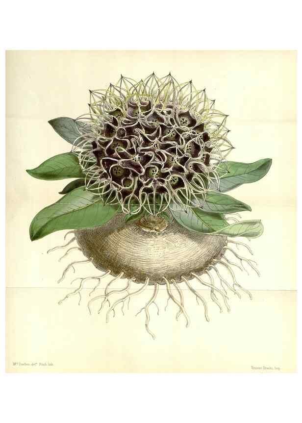Reproducción/Reproduction 34464820803: Curtis's botanical magazine.. London ; New York [etc.] :Academic Press [etc.]