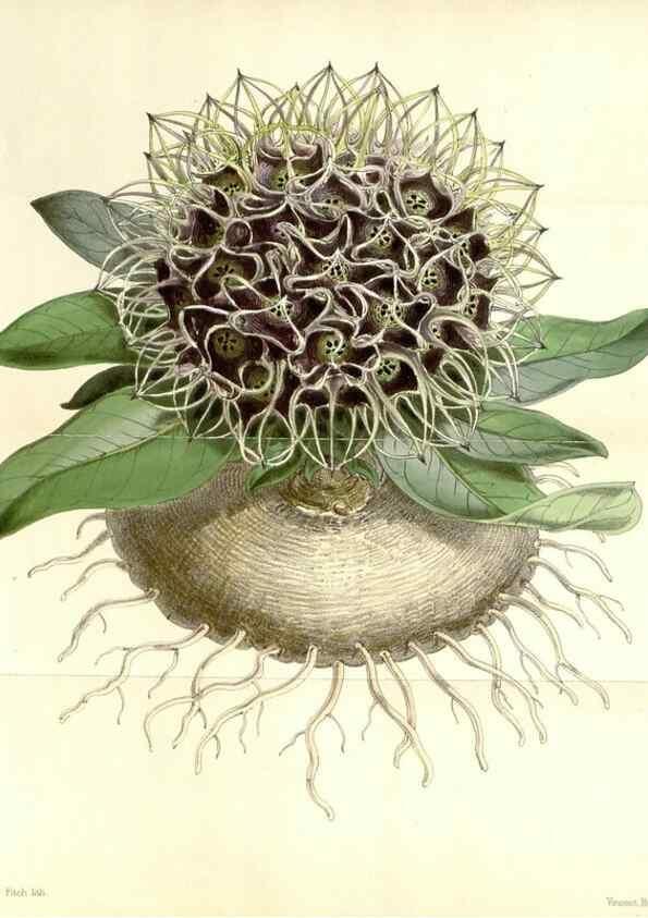 Reproducción/Reproduction 34464820803: Curtis's botanical magazine.. London ; New York [etc.] :Academic Press [etc.]