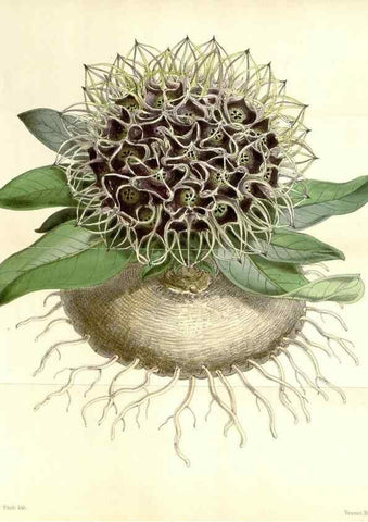Reproducción/Reproduction 34464820803: Curtis's botanical magazine.. London ; New York [etc.] :Academic Press [etc.]