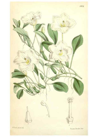 Reproducción/Reproduction 34464822143: Curtis's botanical magazine.. London ; New York [etc.] :Academic Press [etc.]