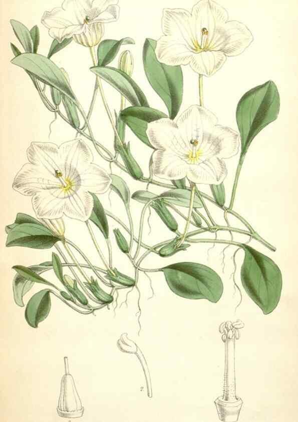 Reproducción/Reproduction 34464822143: Curtis's botanical magazine.. London ; New York [etc.] :Academic Press [etc.]