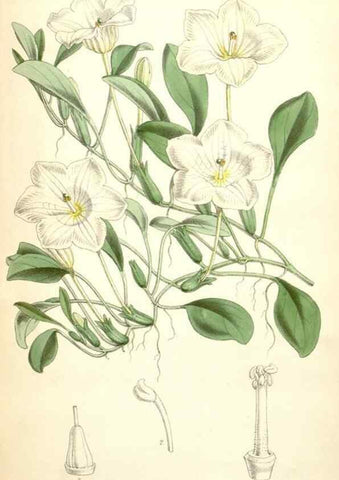Reproducción/Reproduction 34464822143: Curtis's botanical magazine.. London ; New York [etc.] :Academic Press [etc.]