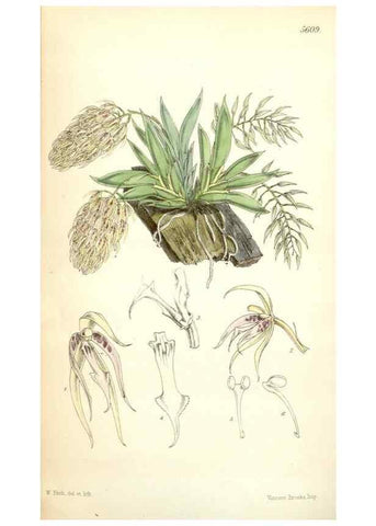 Reproducción/Reproduction 34887131640: Curtis's botanical magazine.. London ; New York [etc.] :Academic Press [etc.]