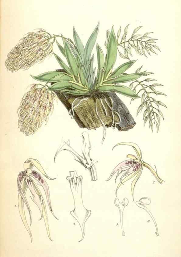 Reproducción/Reproduction 34887131640: Curtis's botanical magazine.. London ; New York [etc.] :Academic Press [etc.]