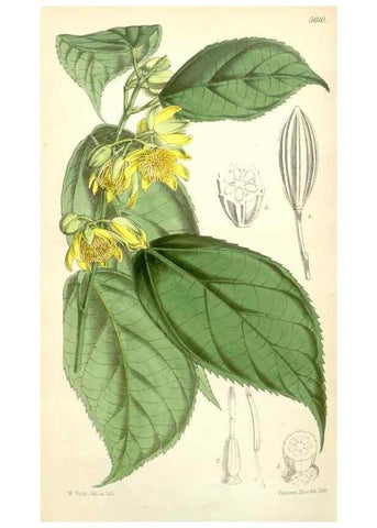 Reproducción/Reproduction 34887135010: Curtis's botanical magazine.. London ; New York [etc.] :Academic Press [etc.]