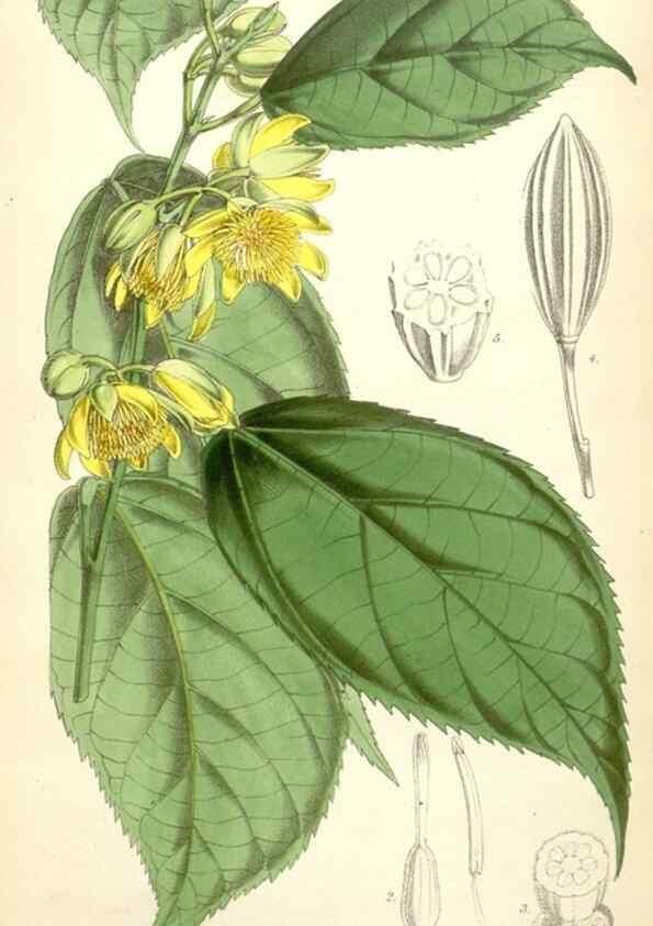 Reproducción/Reproduction 34887135010: Curtis's botanical magazine.. London ; New York [etc.] :Academic Press [etc.]