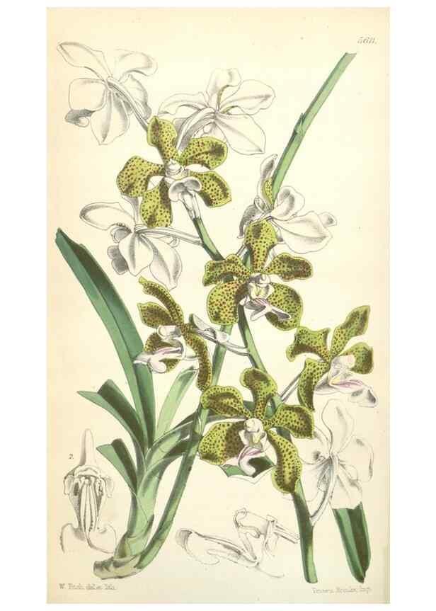 Reproducción/Reproduction 34887137510: Curtis's botanical magazine.. London ; New York [etc.] :Academic Press [etc.]
