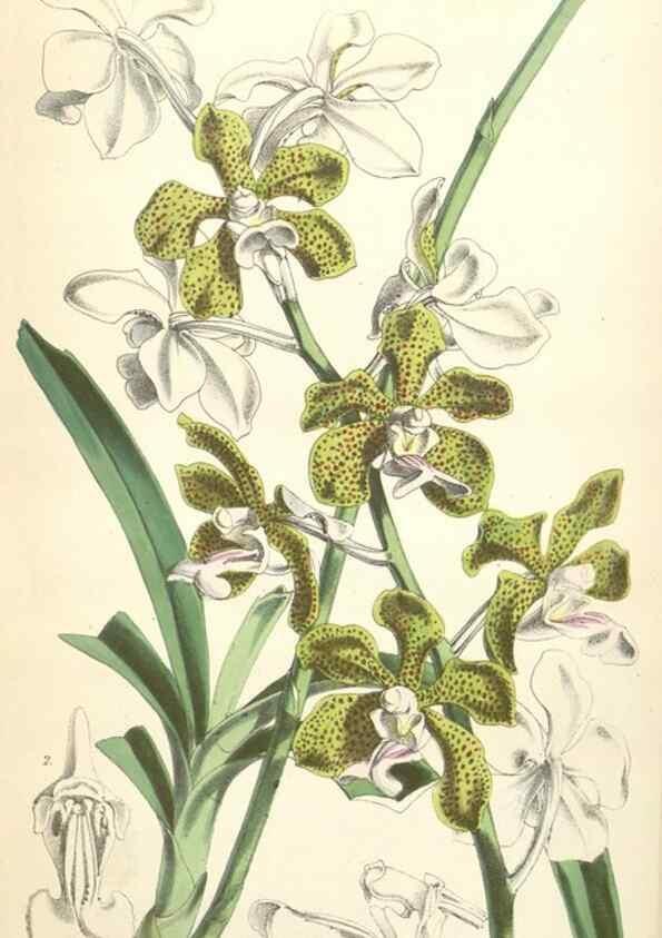 Reproducción/Reproduction 34887137510: Curtis's botanical magazine.. London ; New York [etc.] :Academic Press [etc.]