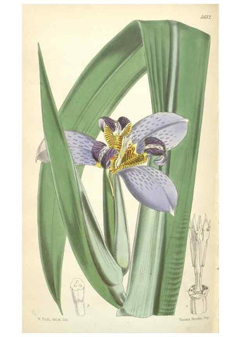 Reproducción/Reproduction 34430628884: Curtis's botanical magazine.. London ; New York [etc.] :Academic Press [etc.]
