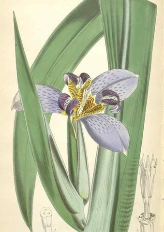 Reproducción/Reproduction 34430628884: Curtis's botanical magazine.. London ; New York [etc.] :Academic Press [etc.]