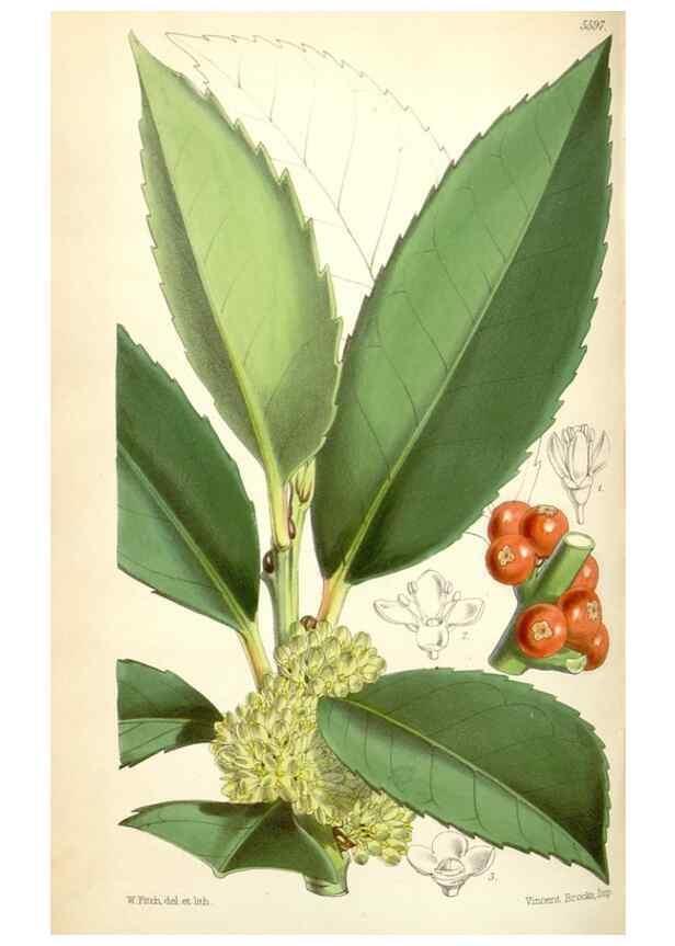 Reproducción/Reproduction 34464798073: Curtis's botanical magazine.. London ; New York [etc.] :Academic Press [etc.]