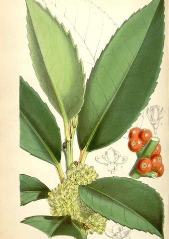 Reproducción/Reproduction 34464798073: Curtis's botanical magazine.. London ; New York [etc.] :Academic Press [etc.]