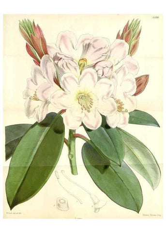 Reproducción/Reproduction 34464795933: Curtis's botanical magazine.. London ; New York [etc.] :Academic Press [etc.]