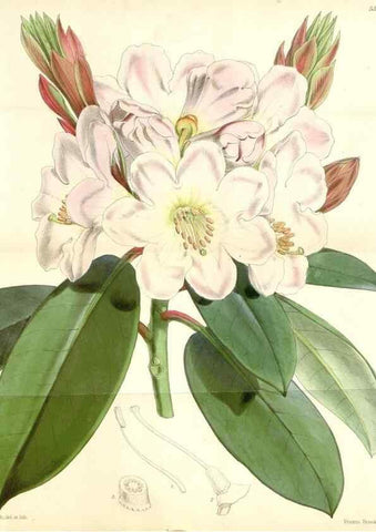 Reproducción/Reproduction 34464795933: Curtis's botanical magazine.. London ; New York [etc.] :Academic Press [etc.]