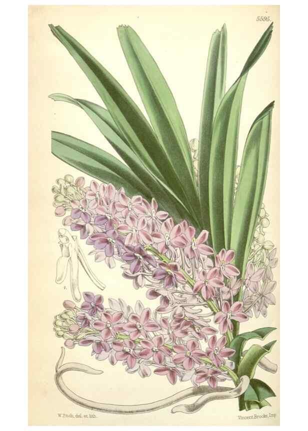 Reproducción/Reproduction 34464794563: Curtis's botanical magazine.. London ; New York [etc.] :Academic Press [etc.]