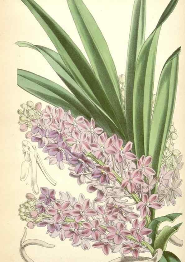 Reproducción/Reproduction 34464794563: Curtis's botanical magazine.. London ; New York [etc.] :Academic Press [etc.]