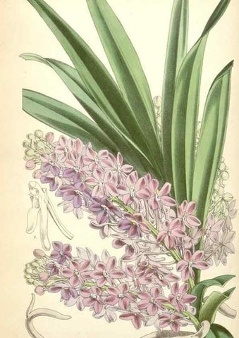 Reproducción/Reproduction 34464794563: Curtis's botanical magazine.. London ; New York [etc.] :Academic Press [etc.]