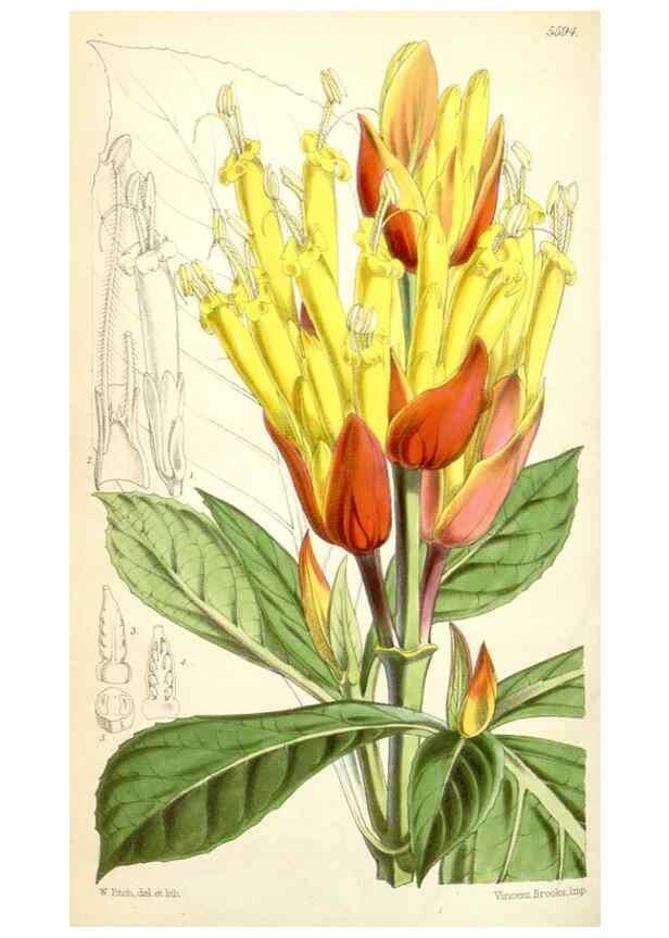 Reproducción/Reproduction 34887095370: Curtis's botanical magazine.. London ; New York [etc.] :Academic Press [etc.]