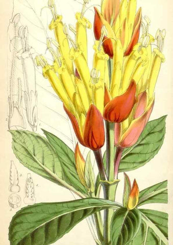 Reproducción/Reproduction 34887095370: Curtis's botanical magazine.. London ; New York [etc.] :Academic Press [etc.]