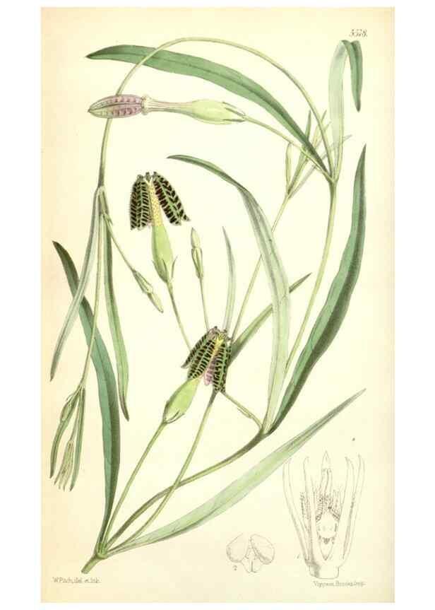 Reproducción/Reproduction 35274502205: Curtis's botanical magazine.. London ; New York [etc.] :Academic Press [etc.]