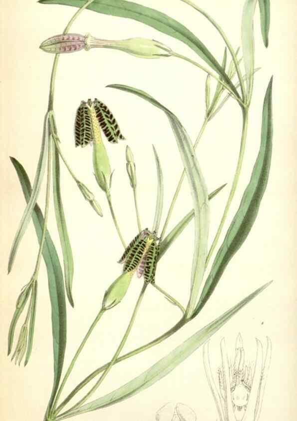 Reproducción/Reproduction 35274502205: Curtis's botanical magazine.. London ; New York [etc.] :Academic Press [etc.]