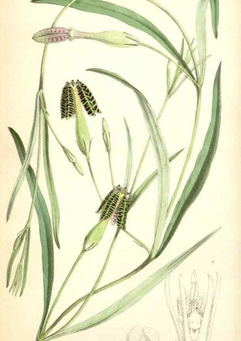 Reproducción/Reproduction 35274502205: Curtis's botanical magazine.. London ; New York [etc.] :Academic Press [etc.]