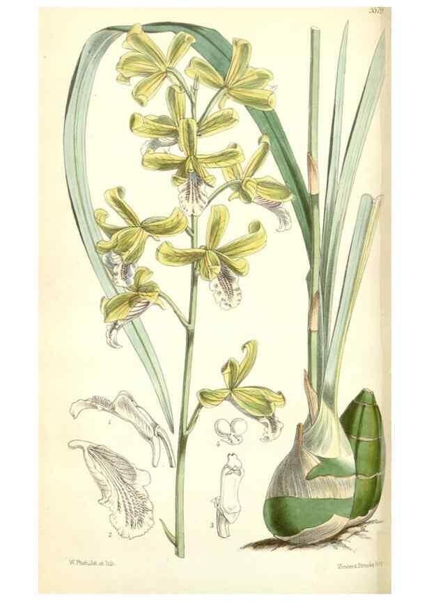 Reproducción/Reproduction 35274503475: Curtis's botanical magazine.. London ; New York [etc.] :Academic Press [etc.]