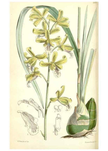 Reproducción/Reproduction 35274503475: Curtis's botanical magazine.. London ; New York [etc.] :Academic Press [etc.]