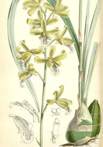 Reproducción/Reproduction 35274503475: Curtis's botanical magazine.. London ; New York [etc.] :Academic Press [etc.]