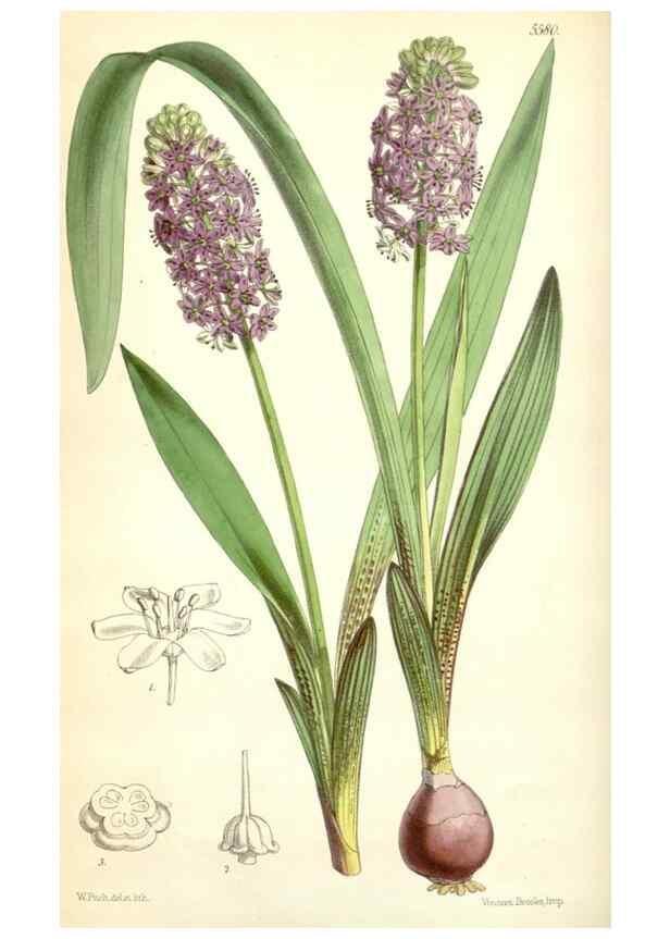 Reproducción/Reproduction 34464758573: Curtis's botanical magazine.. London ; New York [etc.] :Academic Press [etc.]