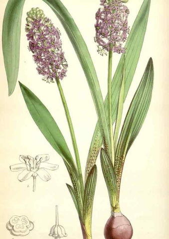 Reproducción/Reproduction 34464758573: Curtis's botanical magazine.. London ; New York [etc.] :Academic Press [etc.]