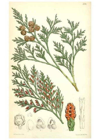 Reproducción/Reproduction 34464760763: Curtis's botanical magazine.. London ; New York [etc.] :Academic Press [etc.]