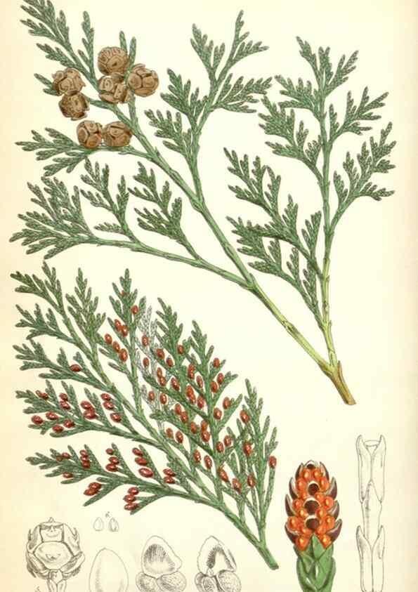 Reproducción/Reproduction 34464760763: Curtis's botanical magazine.. London ; New York [etc.] :Academic Press [etc.]