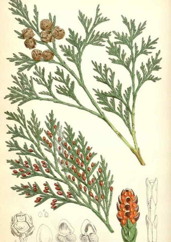 Reproducción/Reproduction 34464760763: Curtis's botanical magazine.. London ; New York [etc.] :Academic Press [etc.]