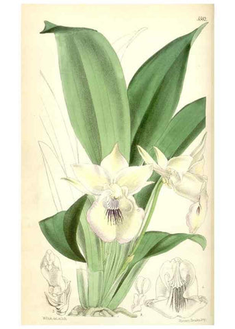 Reproducción/Reproduction 34464763033: Curtis's botanical magazine.. London ; New York [etc.] :Academic Press [etc.]