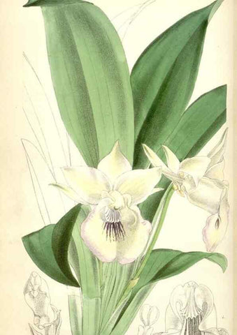 Reproducción/Reproduction 34464763033: Curtis's botanical magazine.. London ; New York [etc.] :Academic Press [etc.]