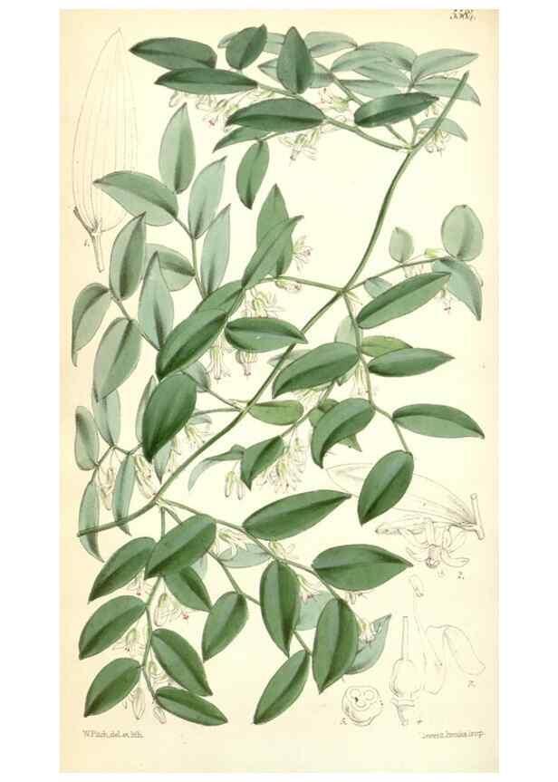 Reproducción/Reproduction 34464768623: Curtis's botanical magazine.. London ; New York [etc.] :Academic Press [etc.]