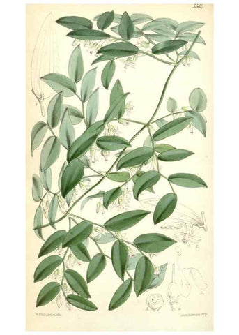 Reproducción/Reproduction 34464768623: Curtis's botanical magazine.. London ; New York [etc.] :Academic Press [etc.]
